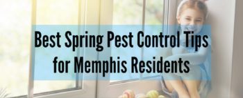 Spring pest control services memphis tn