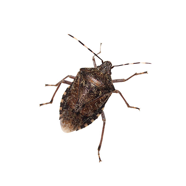 Stink bug identification in Millington, TN; Inman-Murphy Termite & Pest Control