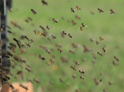 swarm of bees with nest build outside shed in memphis tn yard