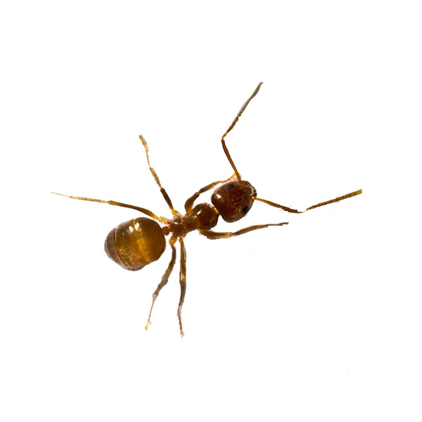 Tawny Ant identification in Millington, TN; Inman-Murphy Termite & Pest Control