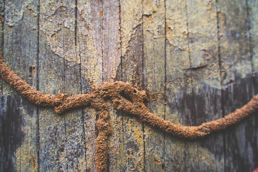 termite mud tubes on wood