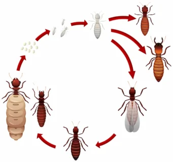 Termite life cycle