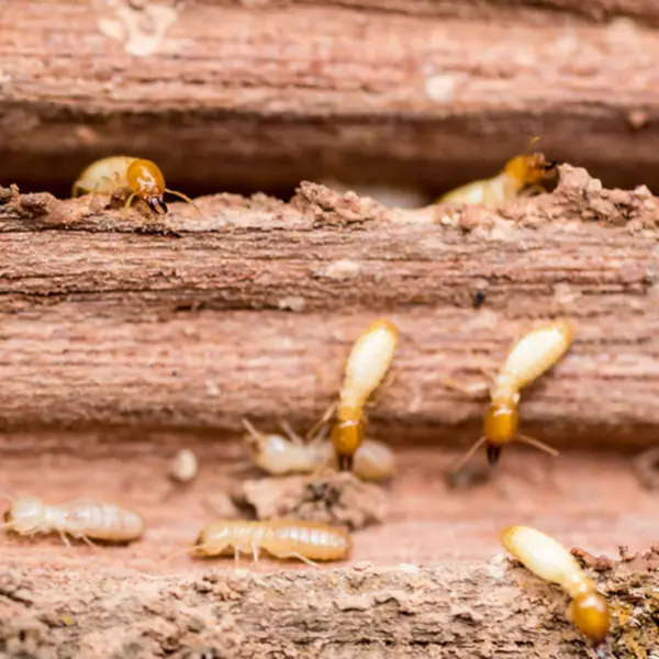 Closeup of termites crawling over damaged wood | Inman-Murphy Termite & Pest Control serving Millington, Tennessee