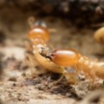 Termites in the walls of a Memphis Tennessee home