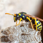 wasp removal from your memphis home