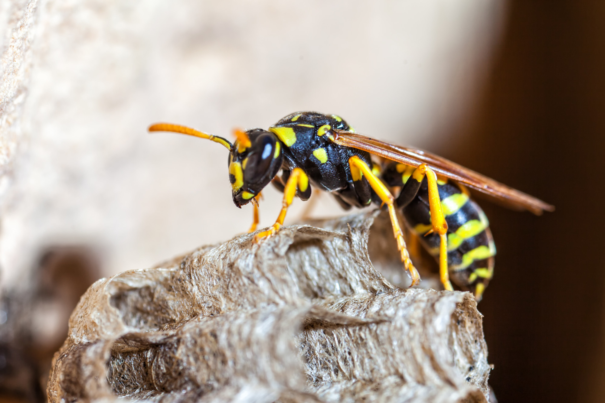 wasp removal from your memphis home