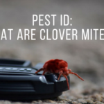 what are clover mites and how to get rid of them