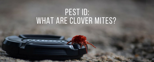 what are clover mites and how to get rid of them
