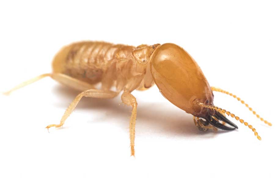 termite on white