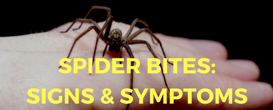 what to do if bitten by spider_ signs and symptoms of spider bites