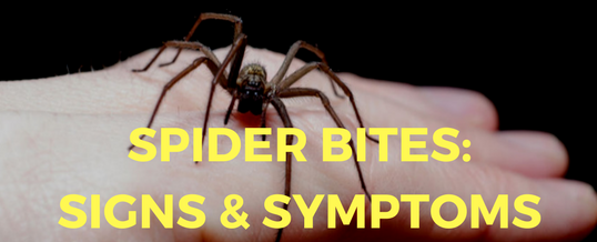 Spider Bites: Symptoms, Treatment, and Prevention