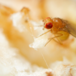 Fruit fly in Millington TN home - Inman-Murphy, Inc.