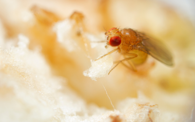 Fruit fly in Millington TN home - Inman-Murphy, Inc.