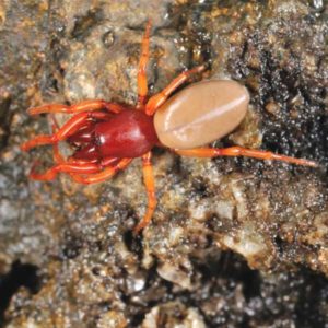 Woodlouse Spider identification in Millington, TN; Inman-Murphy Termite & Pest Control
