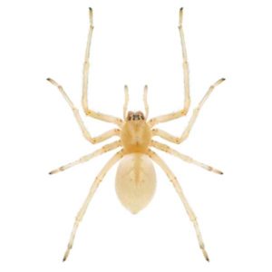 Sac Spider identification in Millington, TN; Inman-Murphy Termite & Pest Control