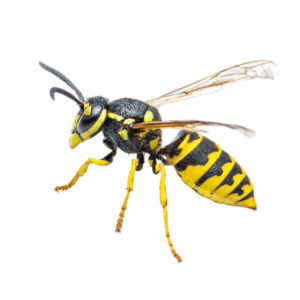 Yellowjacket identification in Millington, TN; Inman-Murphy Termite & Pest Control